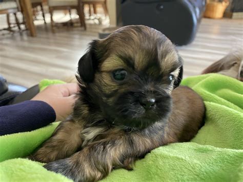 Puppies for sale in riverside - Riverside Puppies ... Home